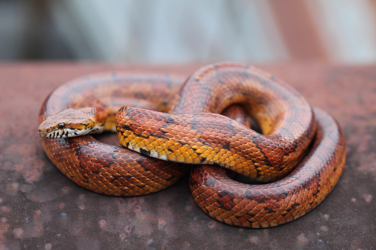 Corn Snake