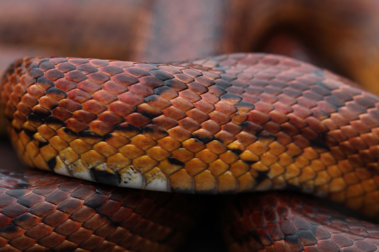 Corn Snake Scales