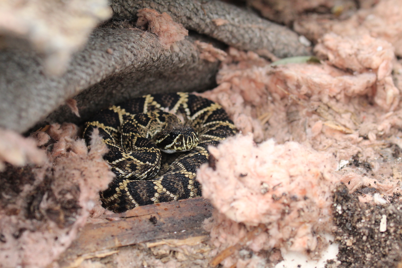 Eastern Diamond-backed Rattlesnake