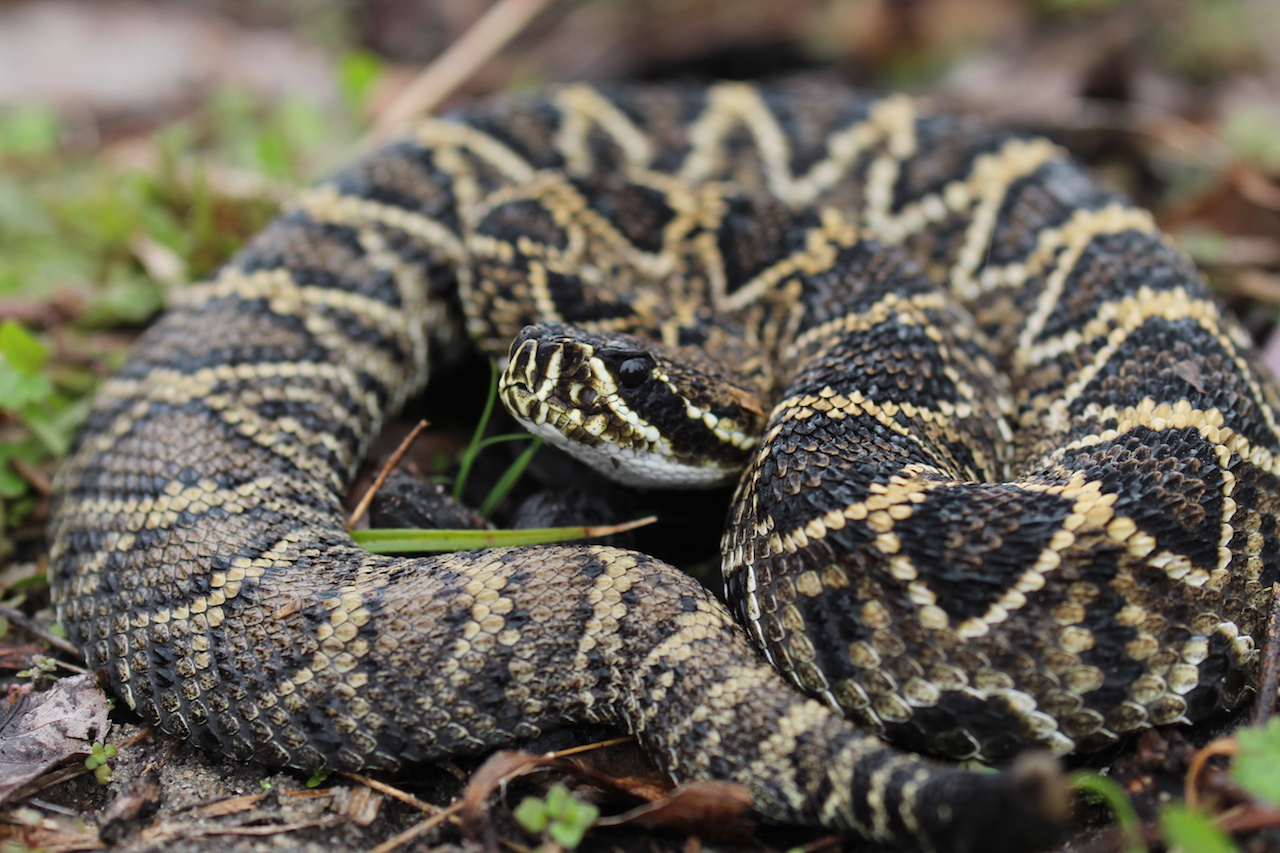 Eastern Diamond-backed Rattlesnake