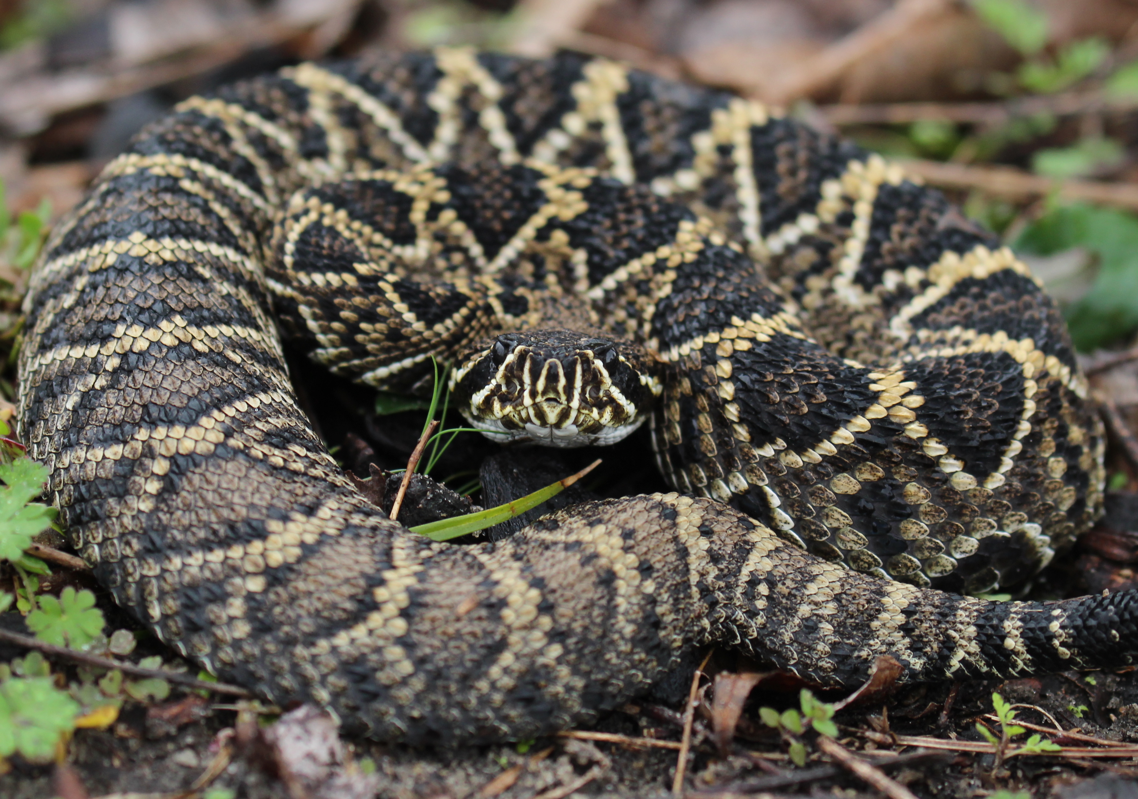 Eastern Diamond-backed Rattlesnake