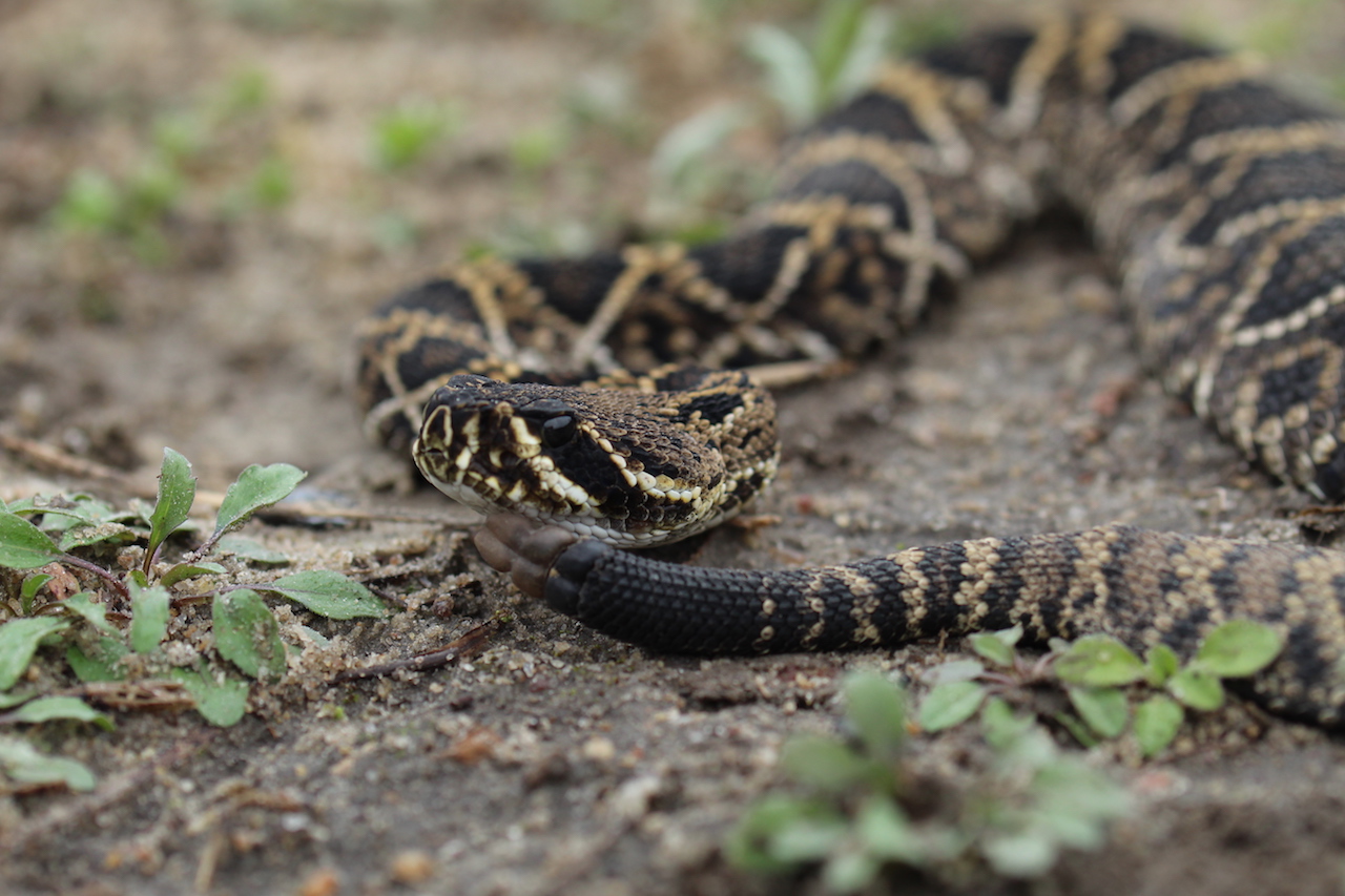 Eastern Diamond-backed Rattlesnake