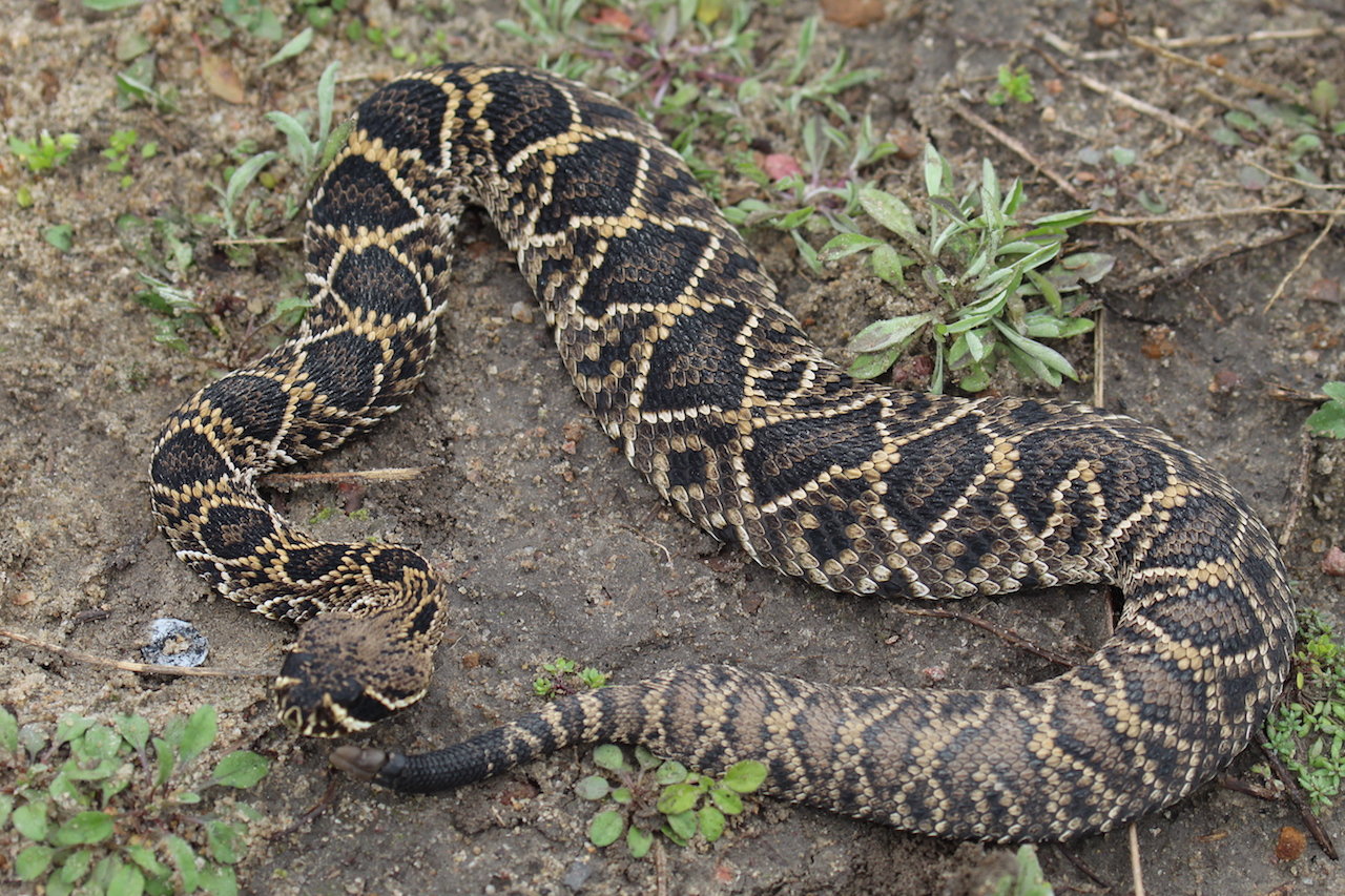 Eastern Diamond-backed Rattlesnake