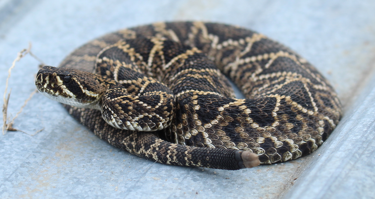 Eastern Diamond-backed Rattlesnake