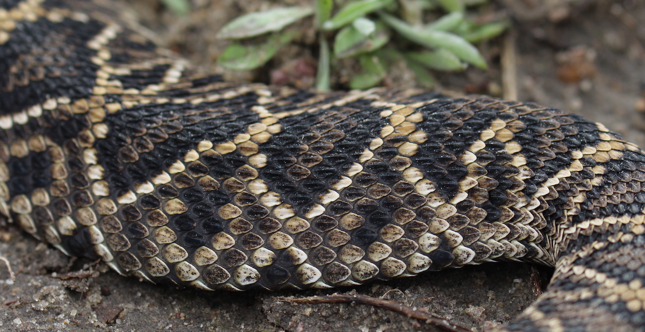 Eastern Diamond-backed Rattlesnake Scales