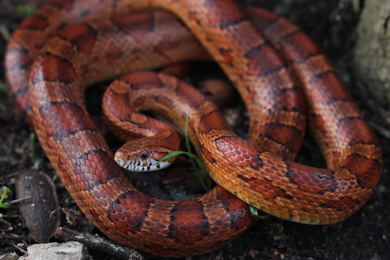 Corn Snake