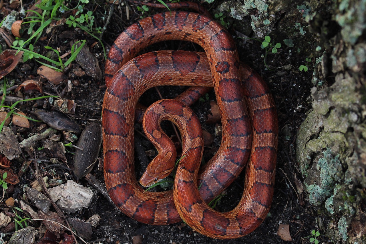 Corn Snake