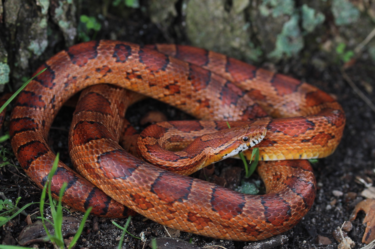 Corn Snake