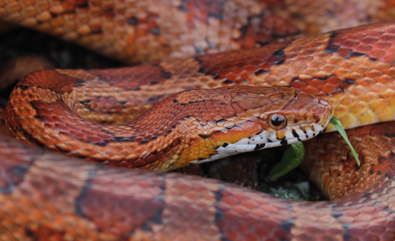 Corn Snake