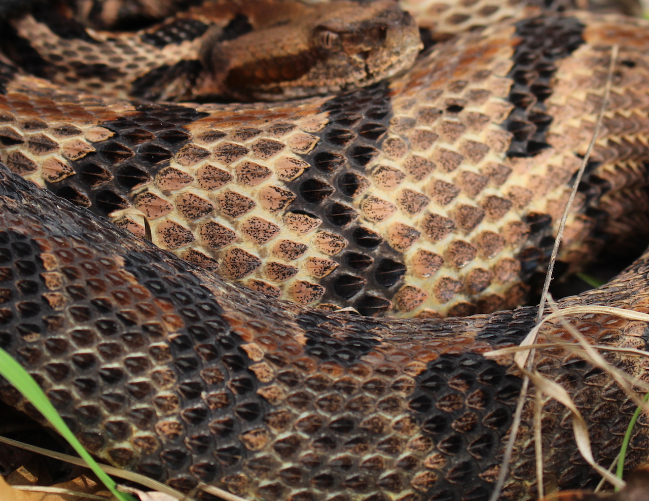 Canebrake Rattlesnake Scales