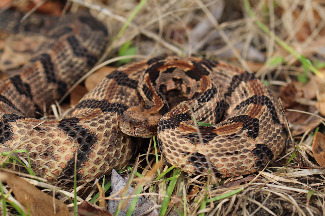 Canebrake Rattlesnake