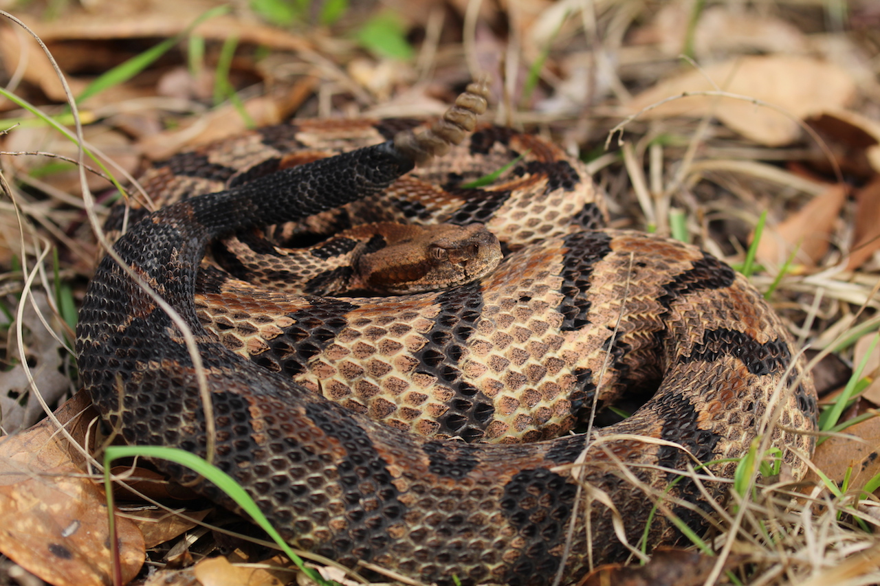 Canebrake Rattlesnake