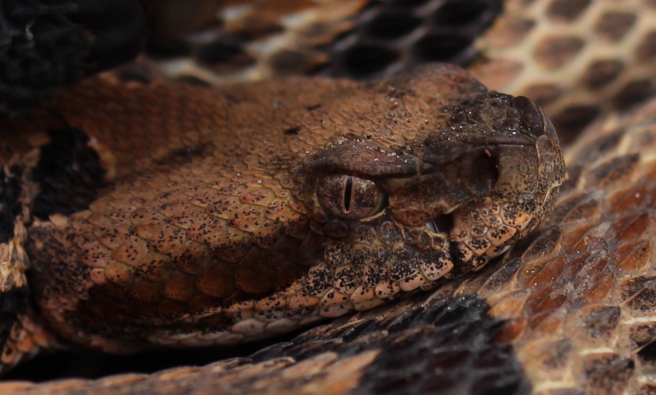 Canebrake Rattlesnake