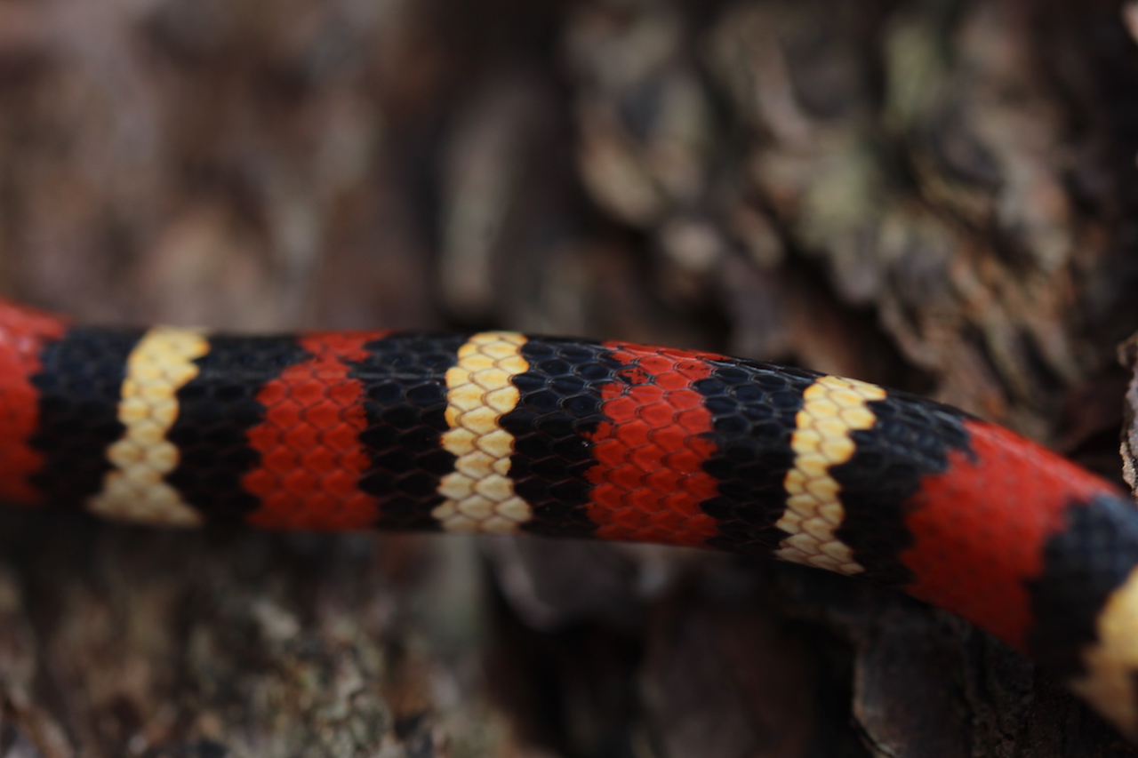 Scarlet King Snake Scales