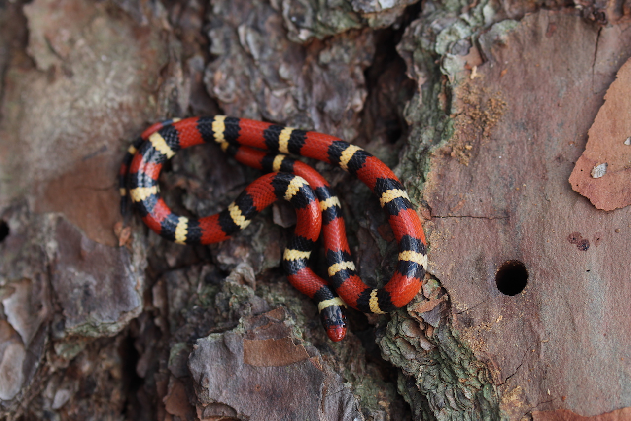 Scarlet King Snake