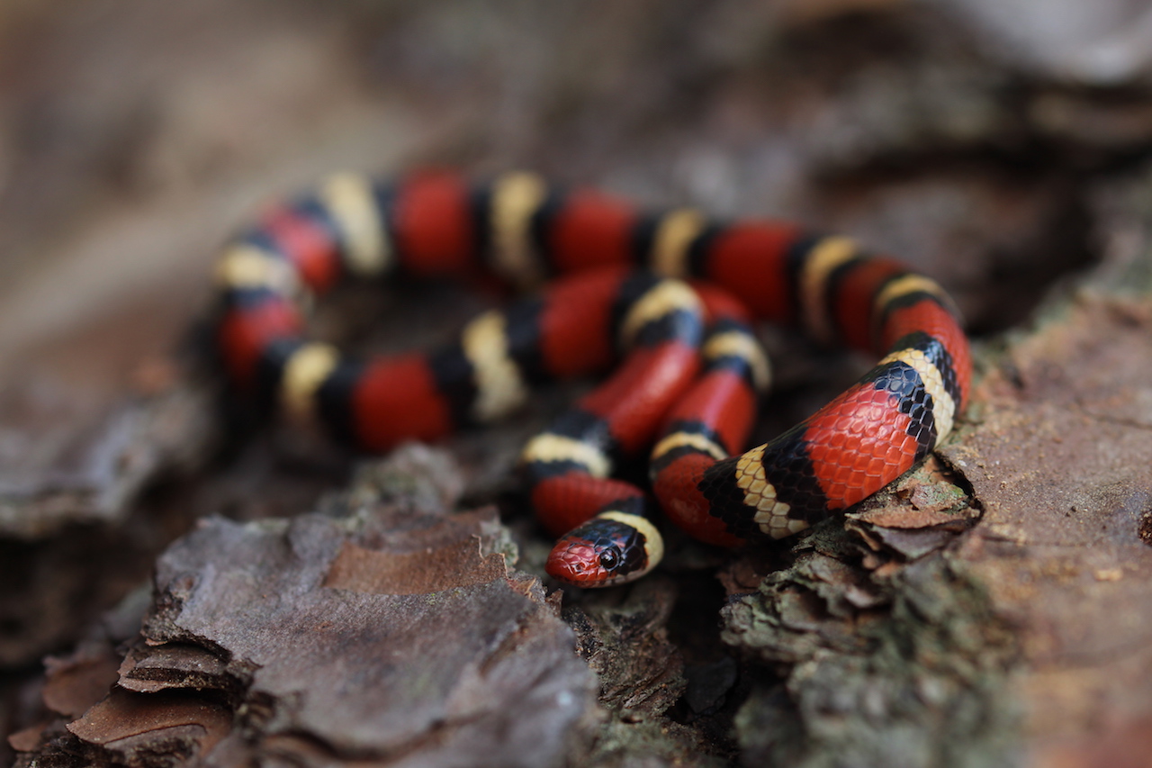 Scarlet King Snake