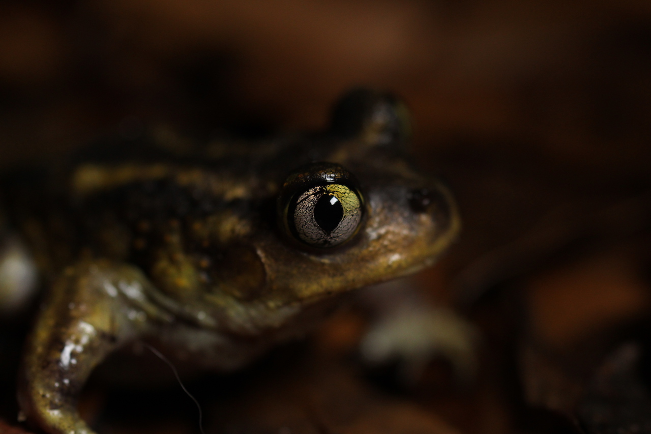 Spadefoot Toad Eye