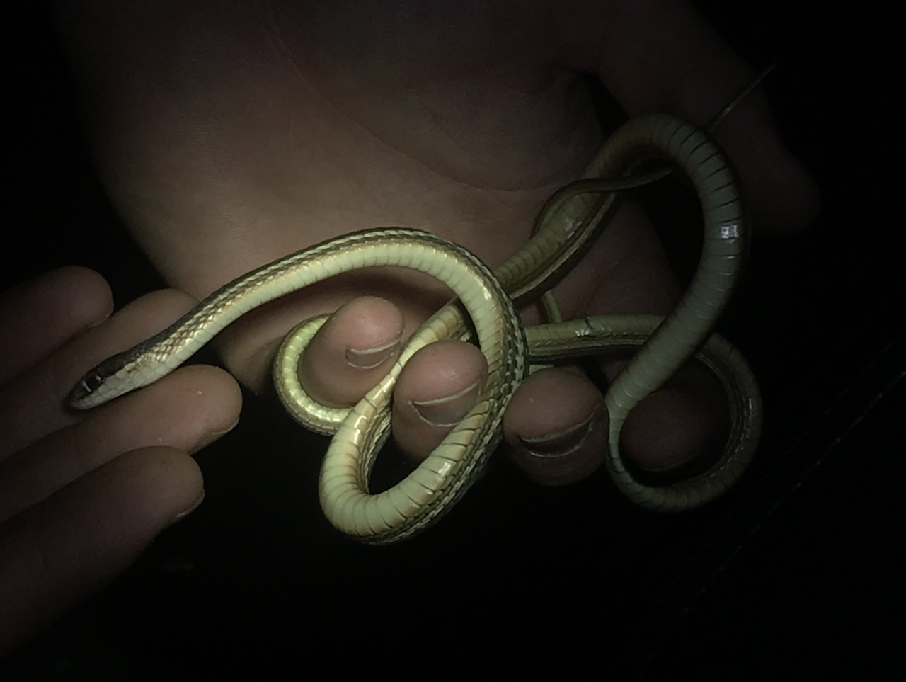 Peninsula Ribbon Snake