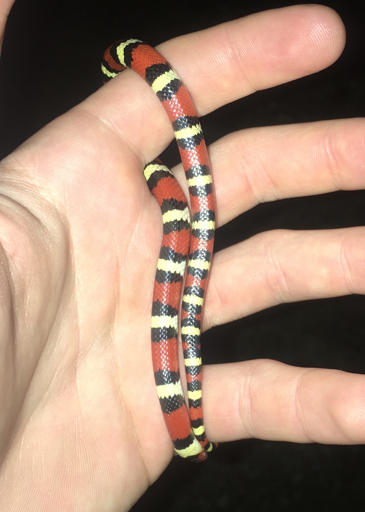 Scarlet Kingsnake