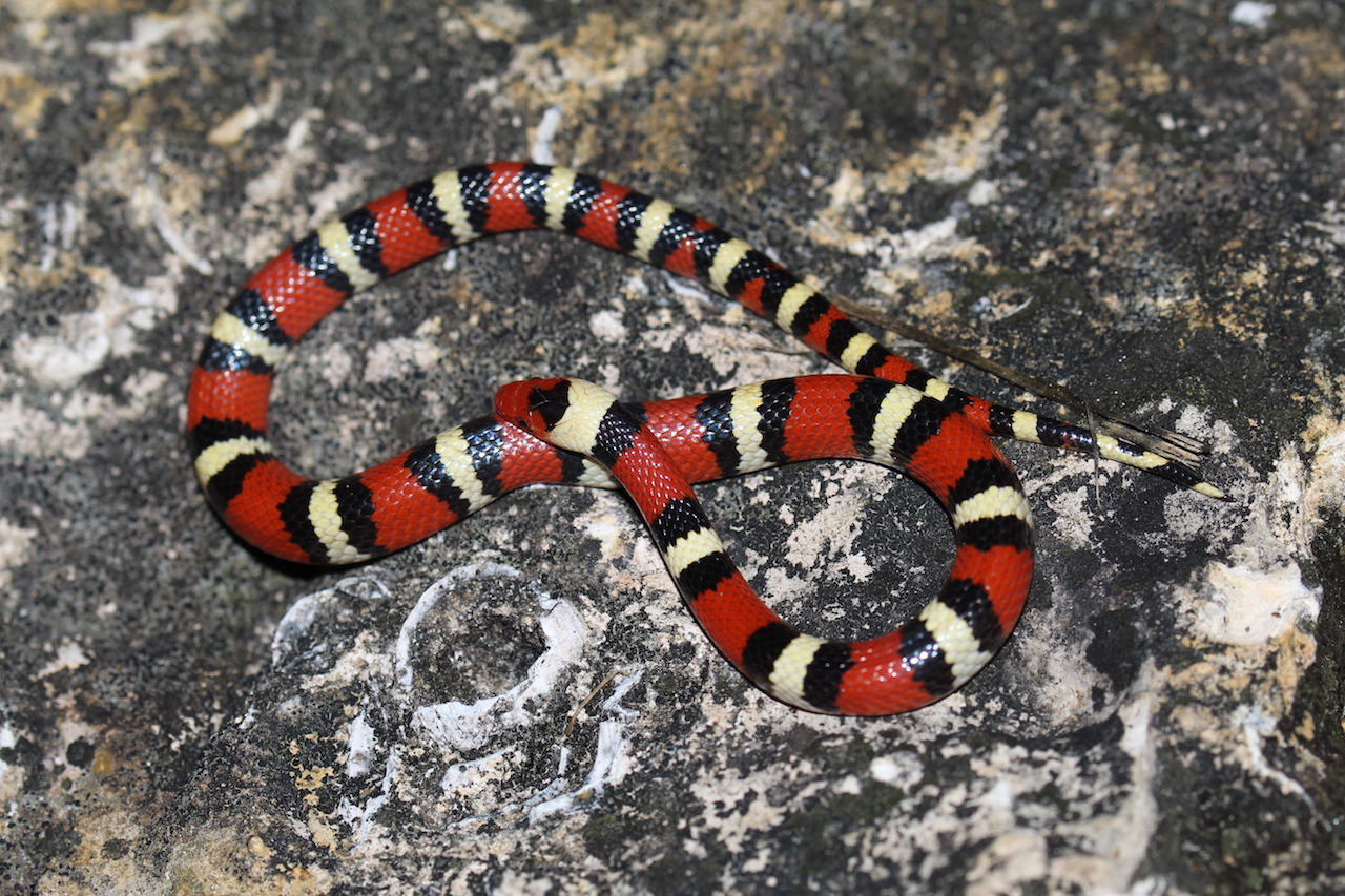 Scarlet Kingsnake