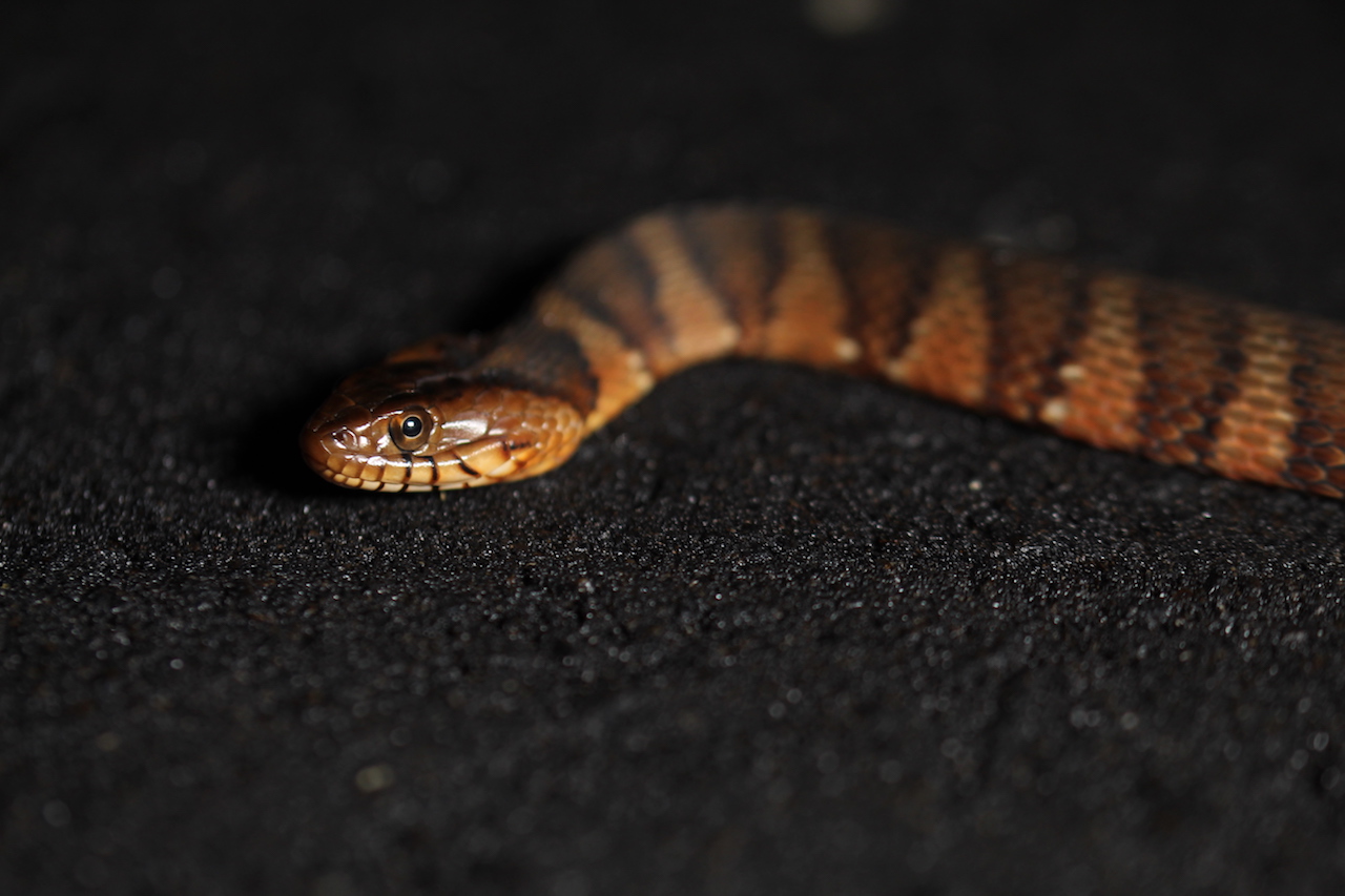 Banded Watersnake