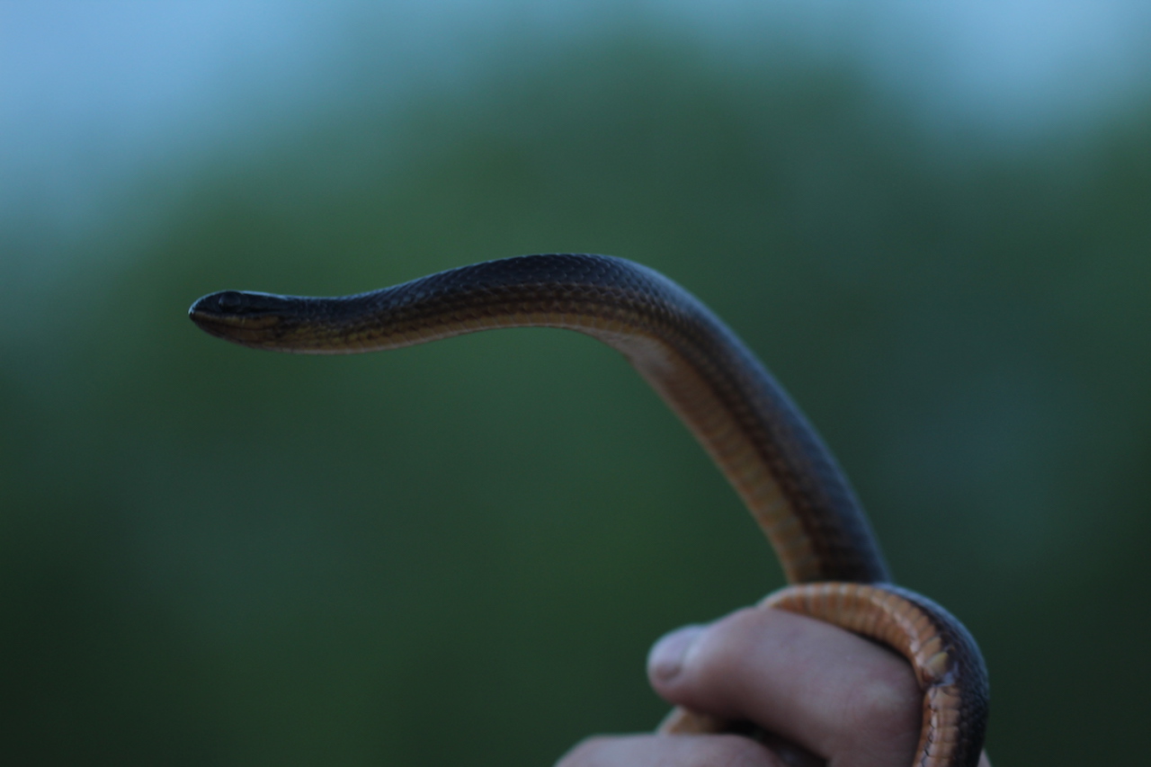 Striped Crayfish Snake