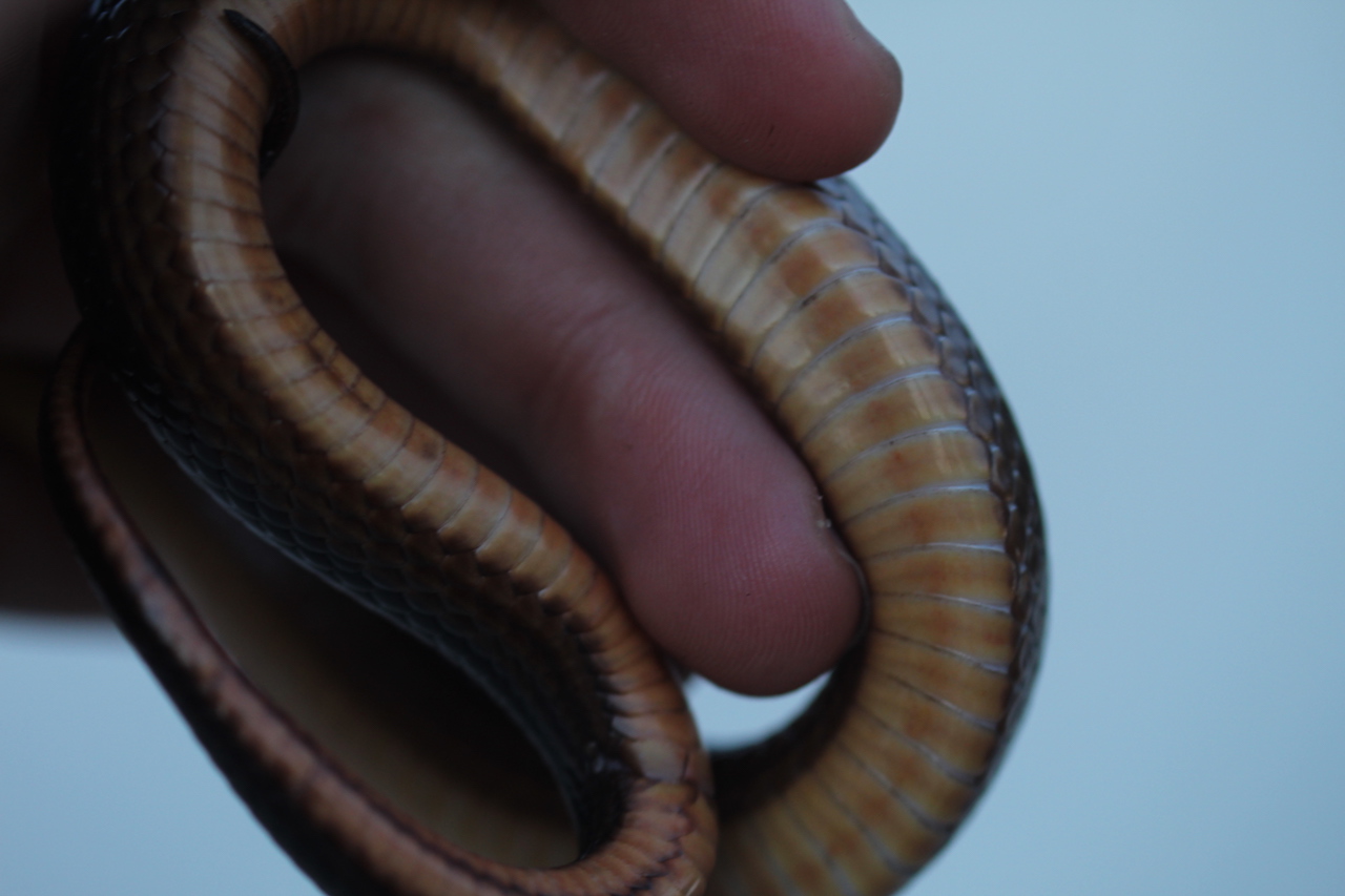 Striped Crayfish Snake