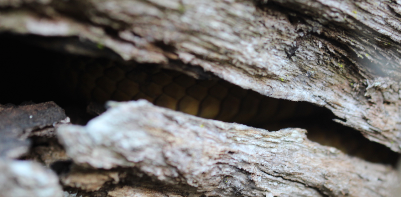 Yellow Ratsnake