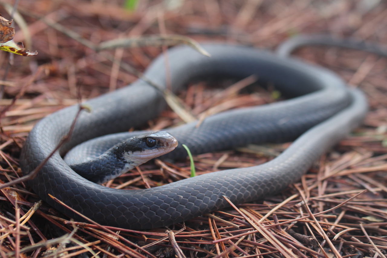 Black Racer