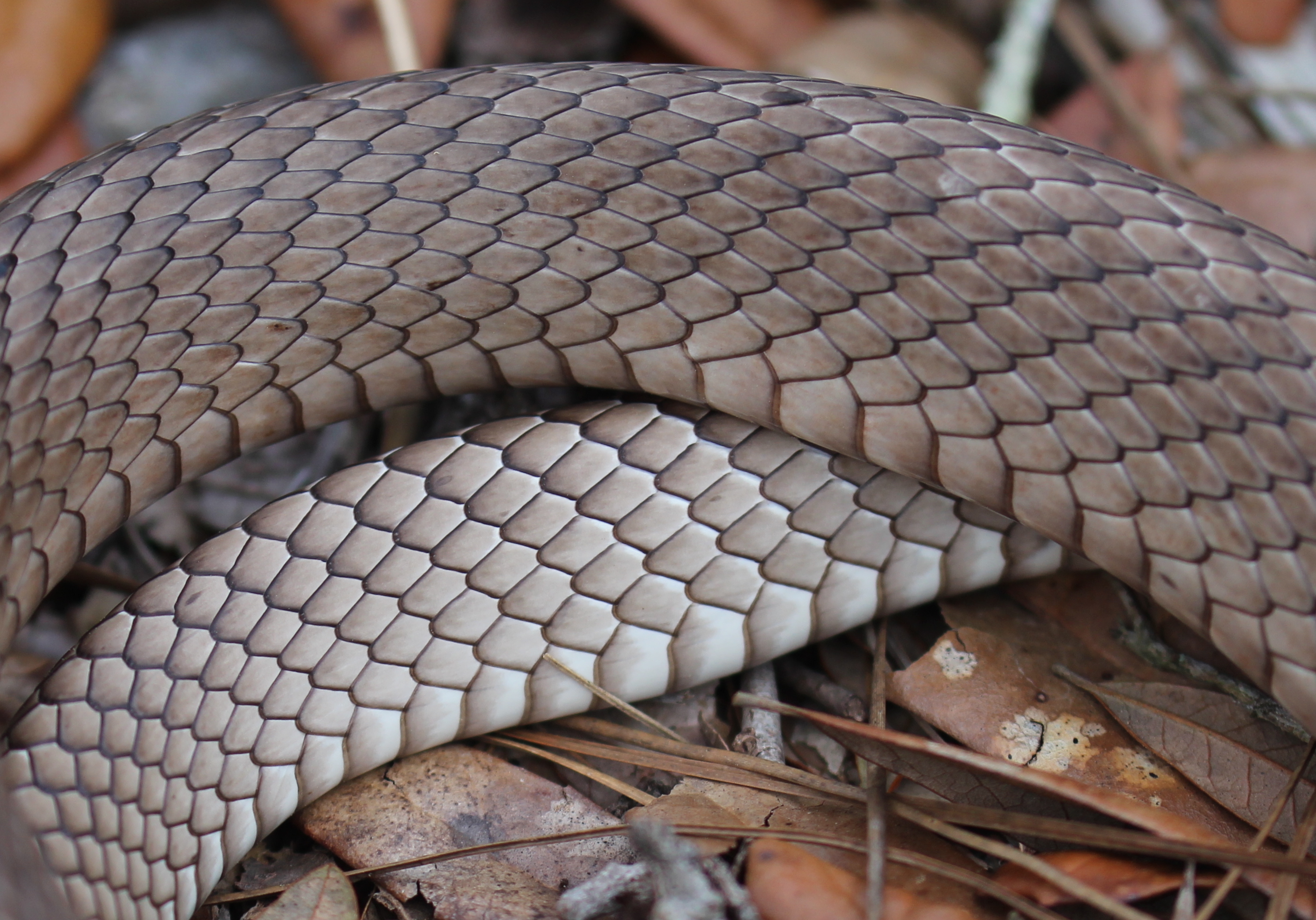 Eastern Coachwhip