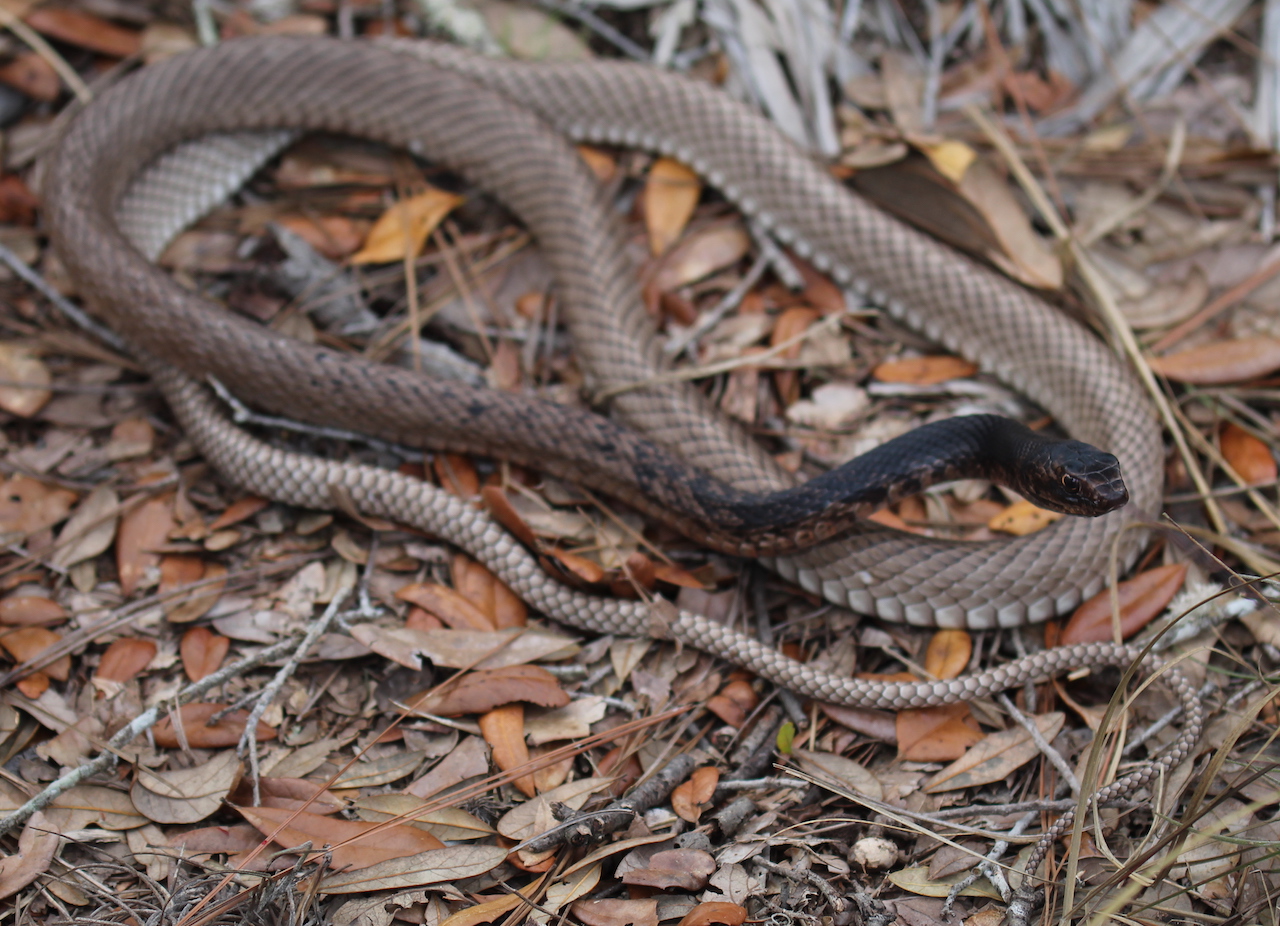 Eastern Coachwhip