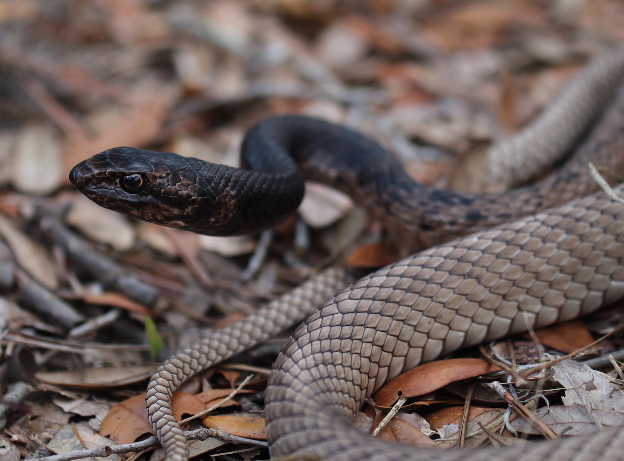 Eastern Coachwhip