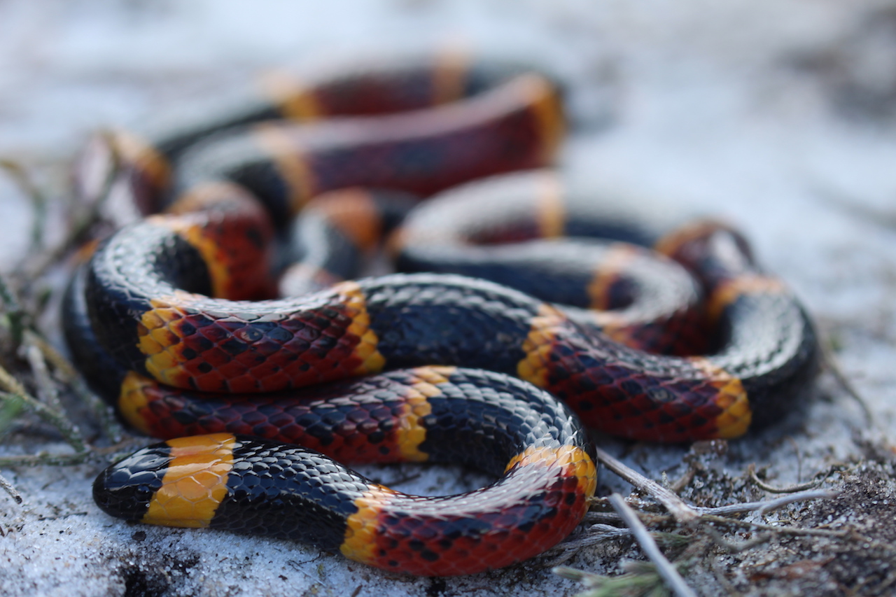 Eastern Coral Snake