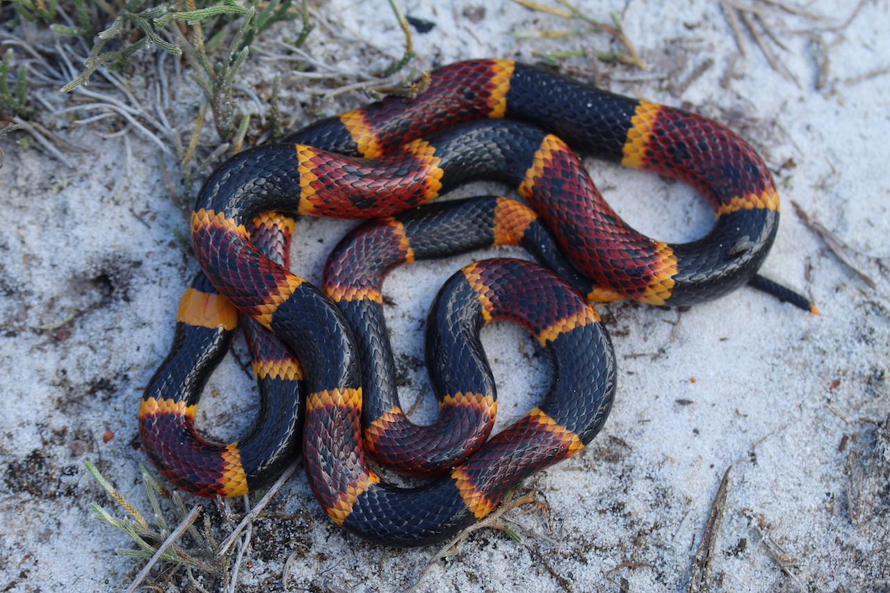 Eastern Coral Snake