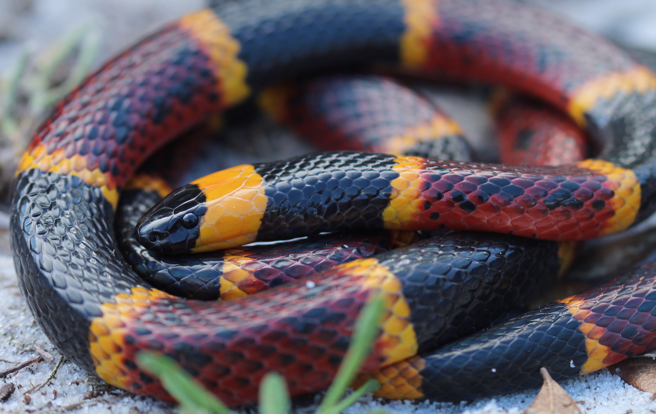 Eastern Coral Snake