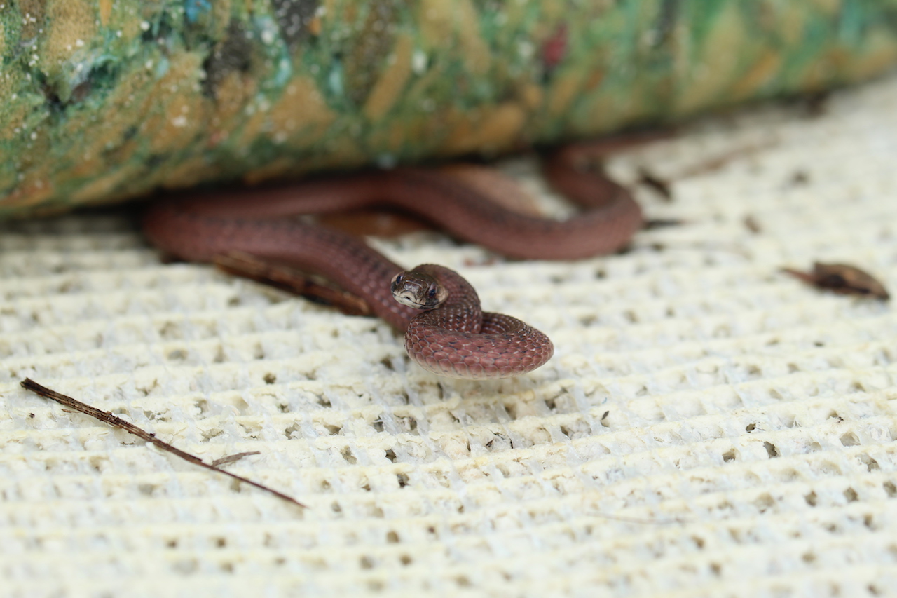 Florida Brownsnake