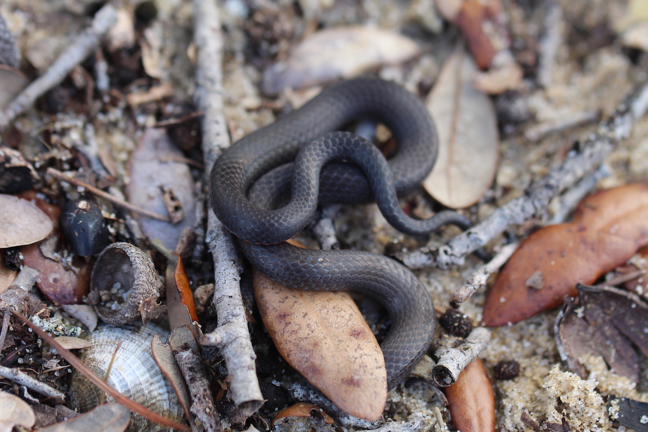 Southern Ring-necked Snake