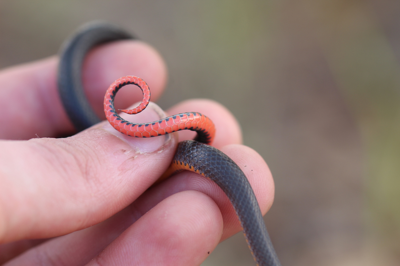 Southern Ring-necked Snake