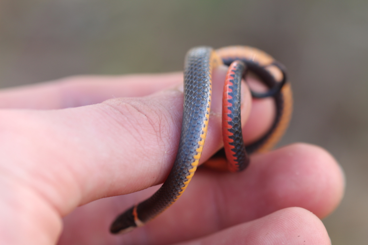 Southern Ring-necked Snake