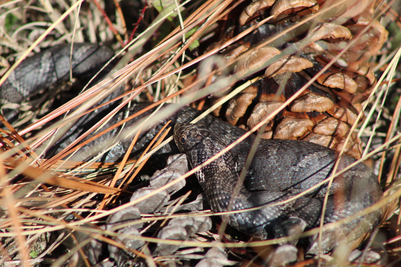 Eastern Hognose Snake