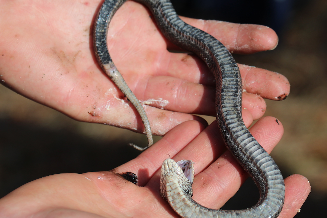 Eastern Hognose Snake