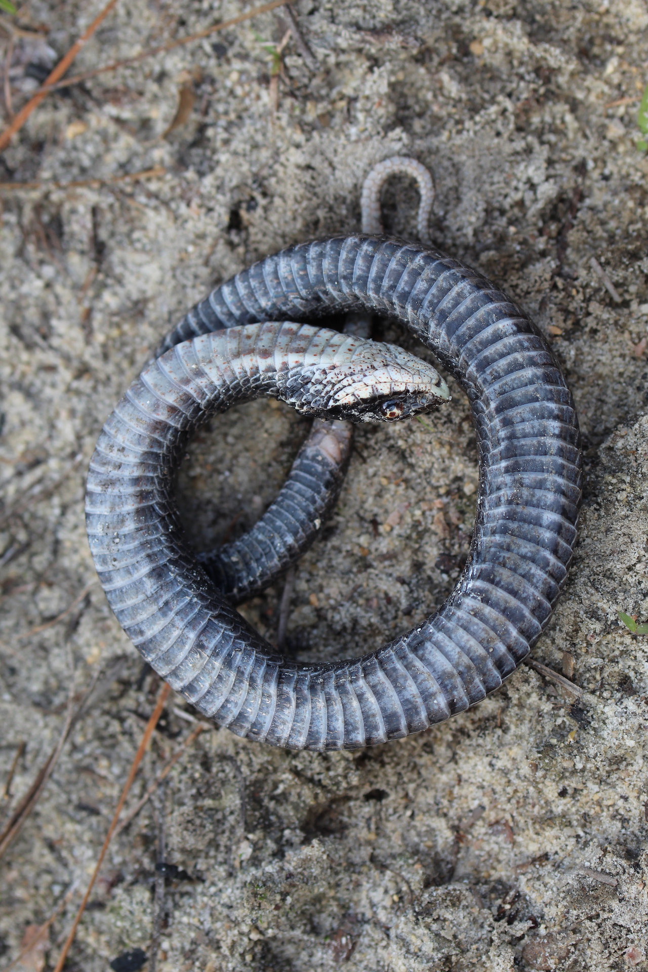 Eastern Hognose Snake