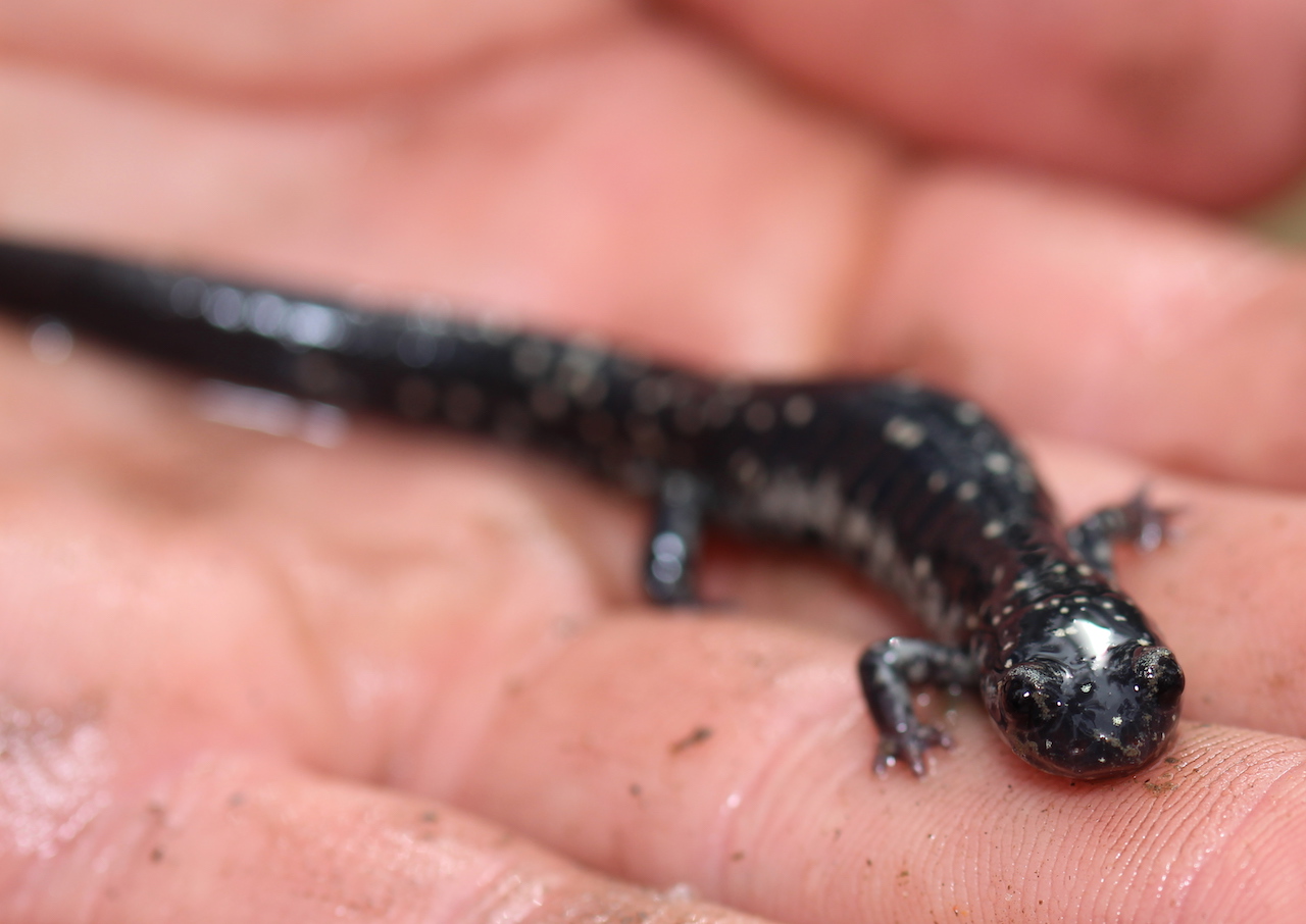 Ocmulgee Slimy Salamander