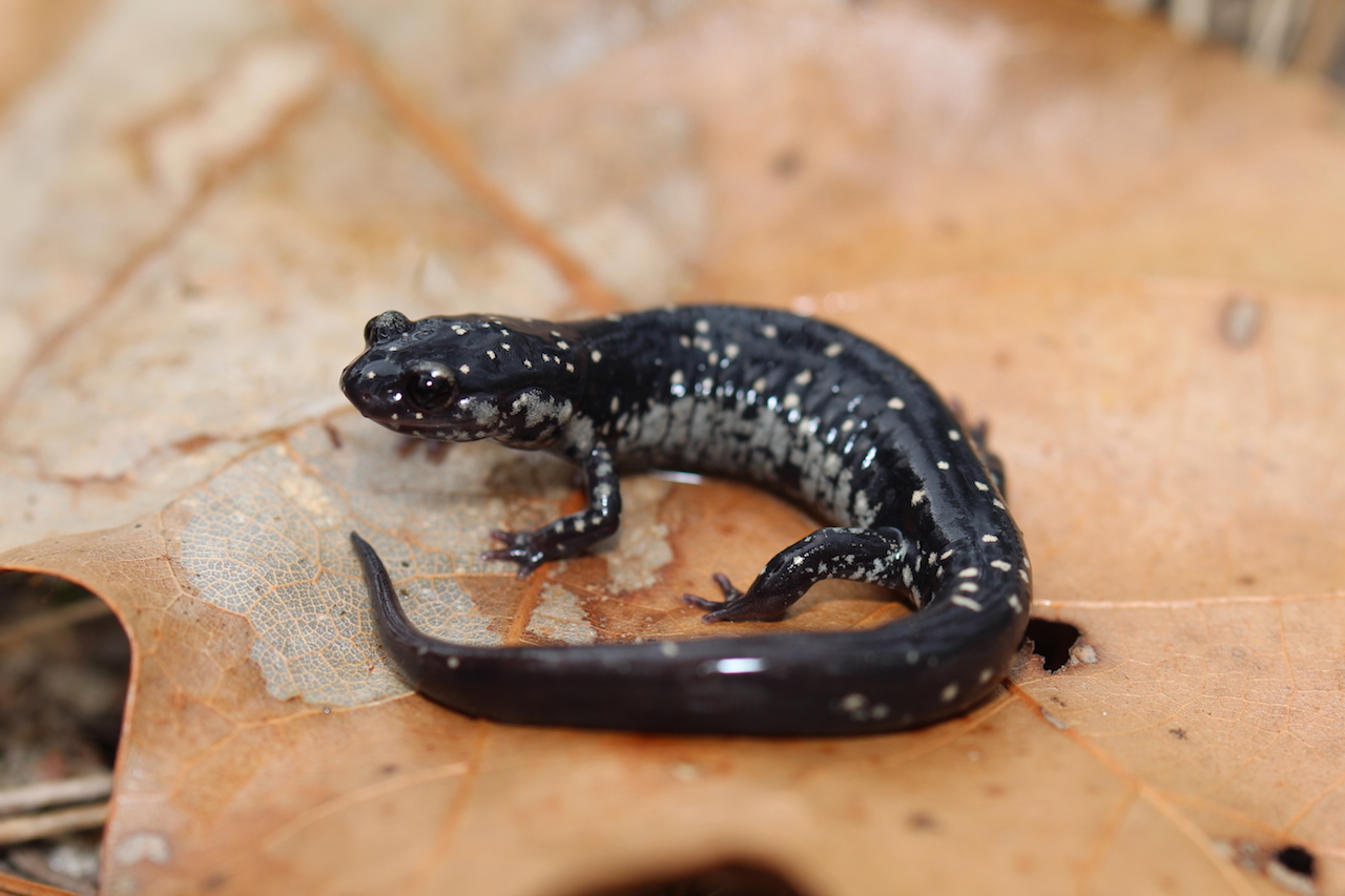 Ocmulgee Slimy Salamander