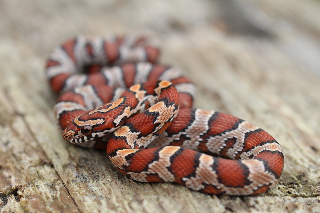 Corn Snake