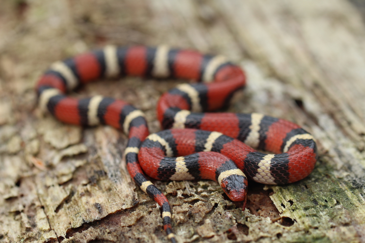 Scarlet Kingsnake