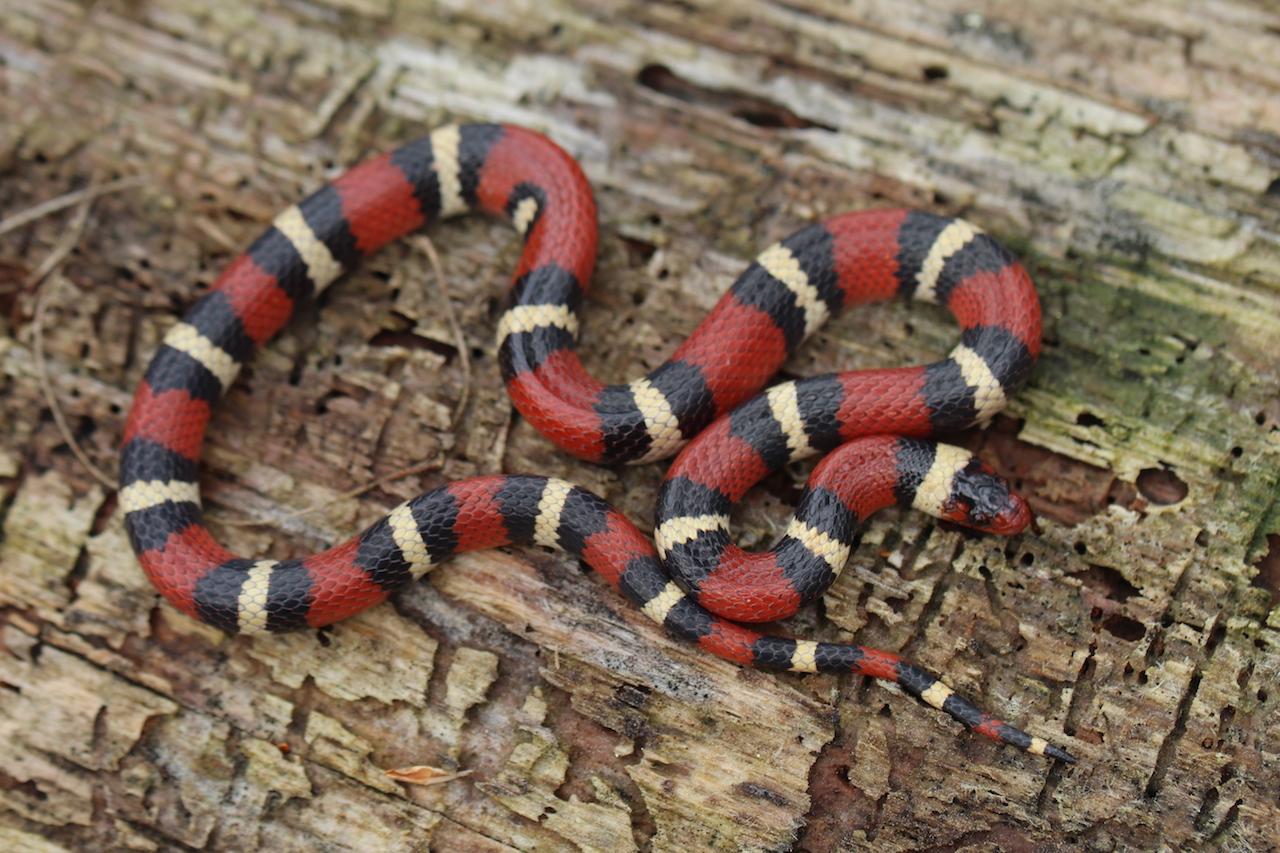 Scarlet Kingsnake