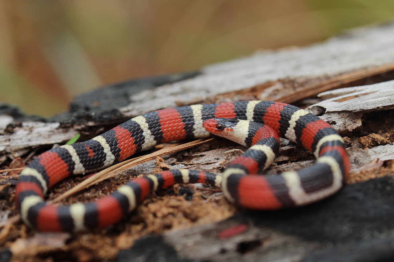 Scarlet Kingsnake