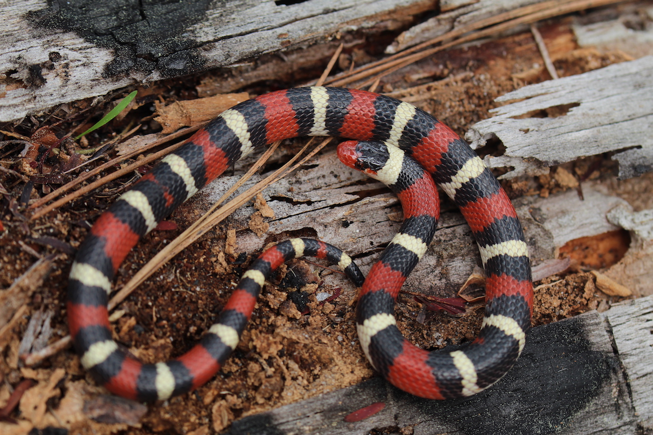 Scarlet Kingsnake