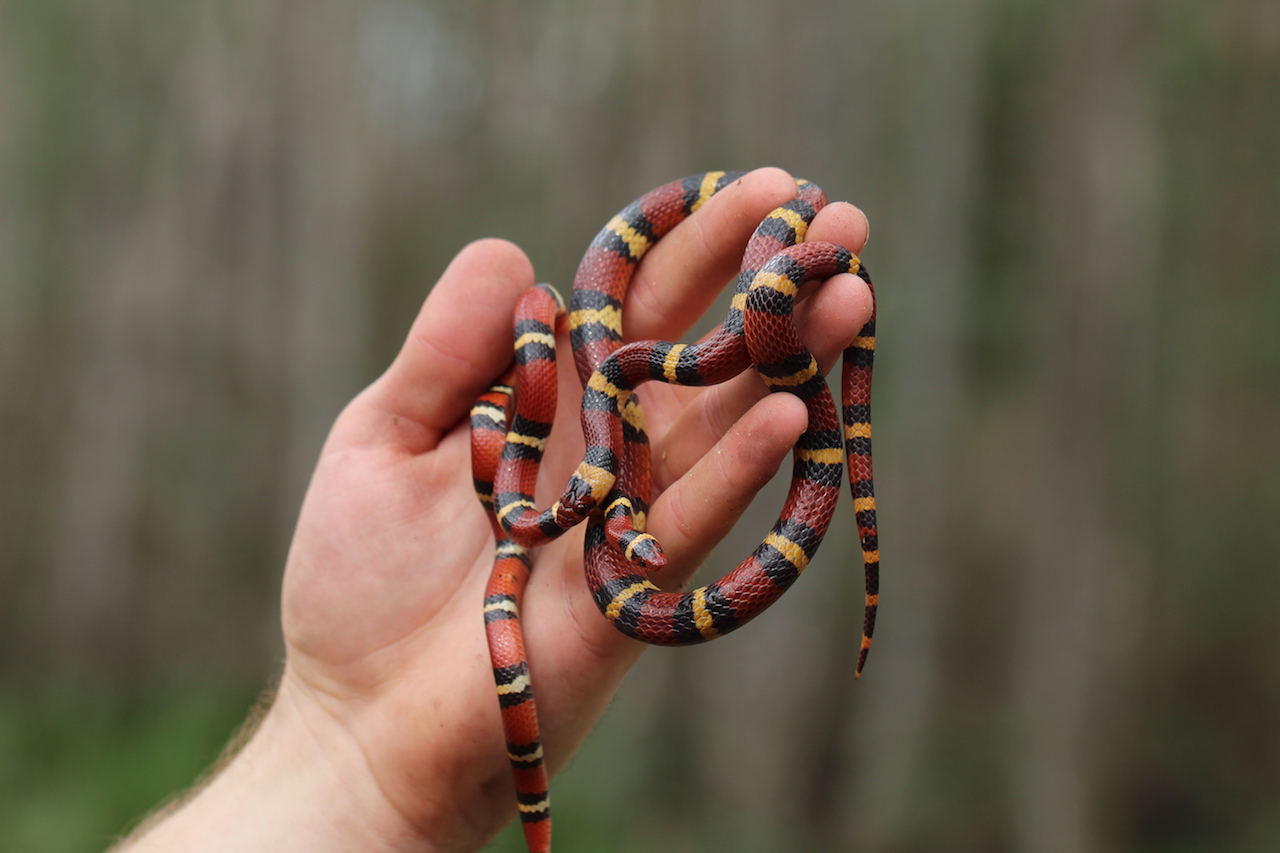 Scarlet Kingsnake